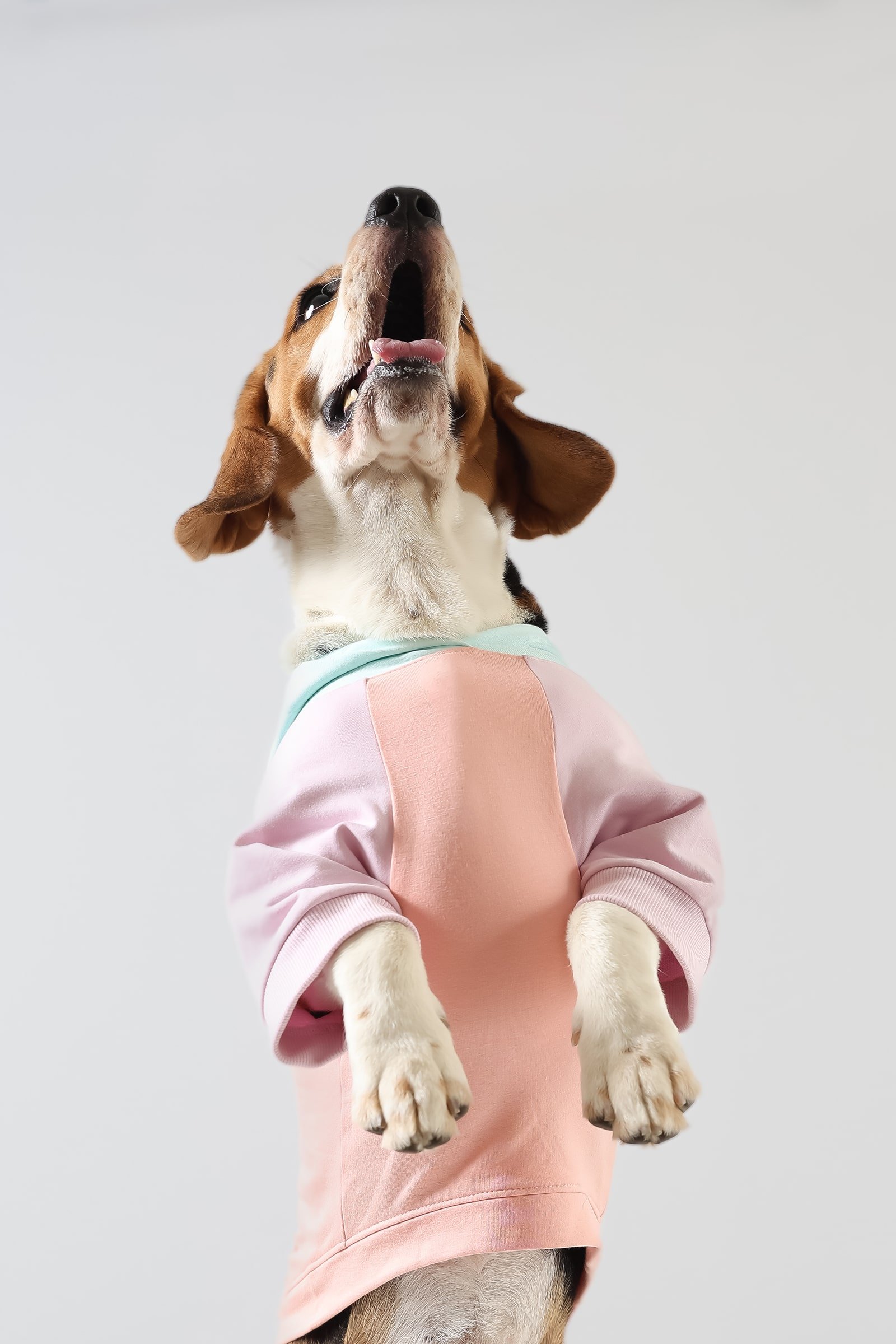 2R Product Action2 Peachy Beachy Dog Hoodie-min