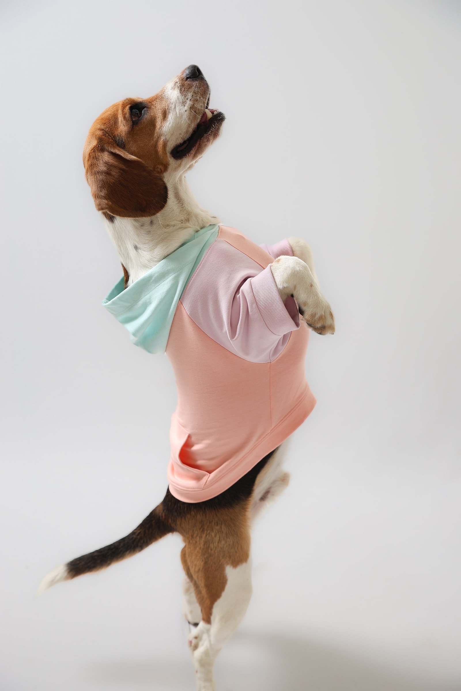 2R Product Pretty - Peachy Beachy Dog Hoodie-min